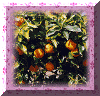 orangers.gif (23693 octets)